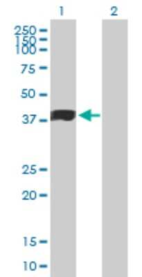 Western Blot: MFG-E8 Antibody [H00004240-B01P] - Analysis of MFGE8 expression in transfected 293T cell line by MFGE8 polyclonal antibody.  Lane 1: MFGE8 transfected lysate(42.57 KDa). Lane 2: Non-transfected lysate.