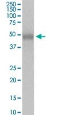 Western Blot: MFG-E8 Antibody [H00004240-D01P] - Analysis of MFGE8 expression in human colon.