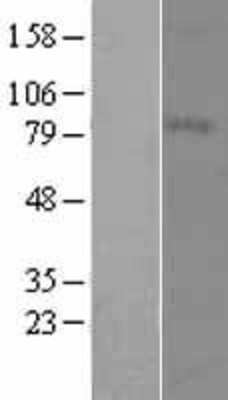 Western Blot Melanotransferrin/CD228/MFI2 Overexpression Lysate