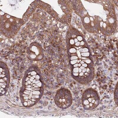 Immunohistochemistry-Paraffin: MFNG Antibody [NBP2-14234] - Staining of human colon shows strong positivity in glandular cells and ganglion cells.