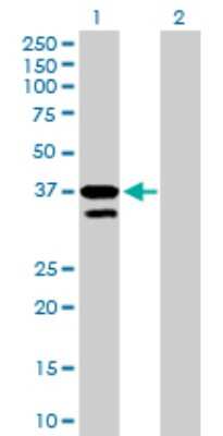 Western Blot: MFNG Antibody [H00004242-B01P] - Analysis of MFNG expression in transfected 293T cell line by MFNG polyclonal antibody.  Lane 1: MFNG transfected lysate(35.31 KDa). Lane 2: Non-transfected lysate.