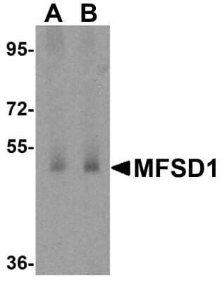 Western Blot MFSD1 Antibody - BSA Free