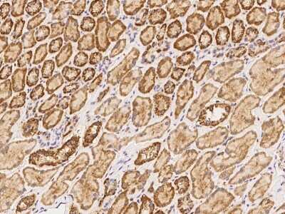 Immunohistochemistry MFSD11 Antibody - BSA Free