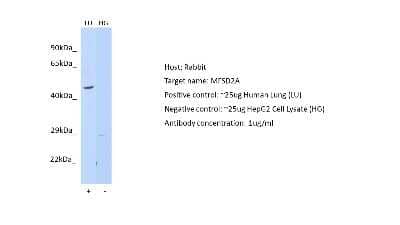 Western Blot: MFSD2 Antibody [NBP2-83197] - Host: Rabbit. Target: MFSD2A. Positive control (+): Human lung (LU). Negative control (-): HepG2 (HG). Antibody concentration: 1ug/ml