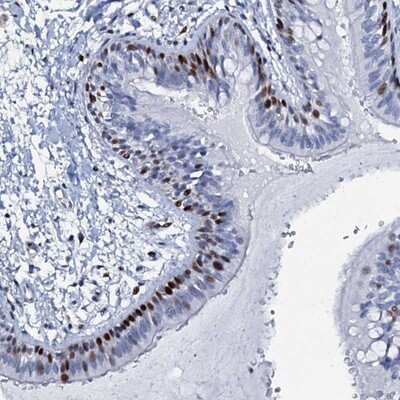 Immunohistochemistry-Paraffin MFSD5 Antibody