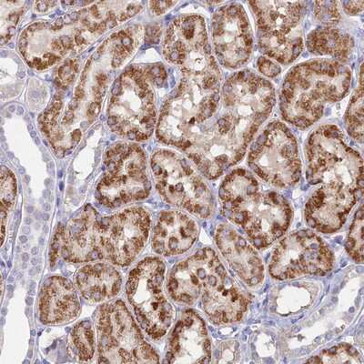 Immunohistochemistry-Paraffin: MFSD7 Antibody [NBP1-92113] - Staining of human kidney shows strong cytoplasmic positivity in tubule cells.