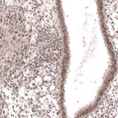 Immunohistochemistry-Paraffin MGA Antibody