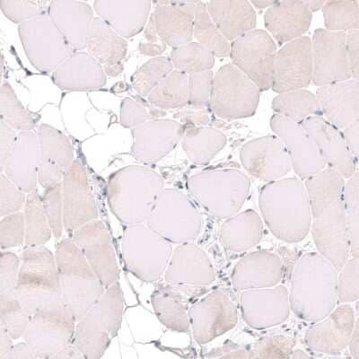 Immunohistochemistry-Paraffin MGA Antibody