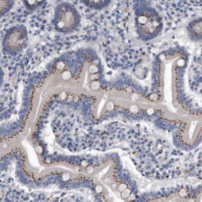 Immunohistochemistry-Paraffin MGAT4A Antibody - BSA Free