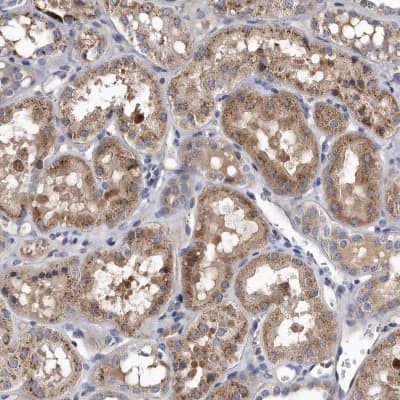 Immunohistochemistry-Paraffin MGAT4A Antibody - BSA Free