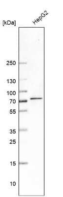 Western Blot MGAT4A Antibody - BSA Free