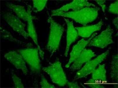 Immunocytochemistry/Immunofluorescence: MGAT4B Antibody (1F4) [H00011282-M01] - Analysis of monoclonal antibody to MGAT4B on HeLa cell . Antibody concentration 10 ug/ml.