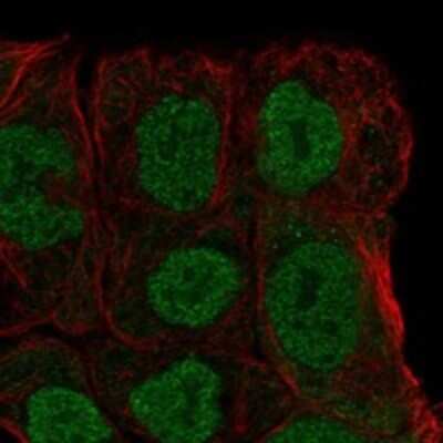 Immunocytochemistry/ Immunofluorescence MGAT4B Antibody - BSA Free