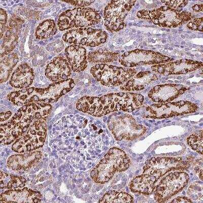 Immunohistochemistry-Paraffin MGAT4B Antibody - BSA Free