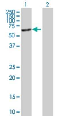 Western Blot: MGAT4B Antibody [H00011282-B01P] - Analysis of MGAT4B expression in transfected 293T cell line by MGAT4B polyclonal antibody.  Lane 1: MGAT4B transfected lysate(61.93 KDa). Lane 2: Non-transfected lysate.