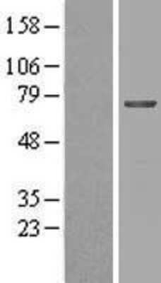 Western Blot MGAT4B Overexpression Lysate