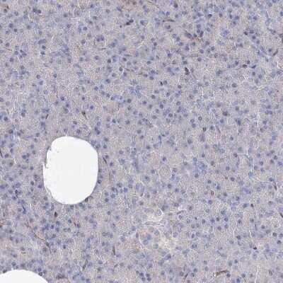 Immunohistochemistry-Paraffin: MGC16471 Antibody [NBP1-88005] - Staining of human pancreas shows no positivity in exocrine glandular cells as expected.