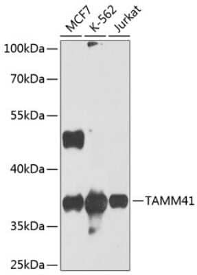 Western Blot: MGC16471 Antibody [NBP3-03615] - Analysis of extracts of various cell lines, using MGC16471 antibody at 1:1000 dilution. Secondary antibody: HRP Goat Anti-Rabbit IgG (H+L) at 1:10000 dilution. Lysates/proteins: 25ug per lane. Blocking buffer: 3% nonfat dry milk in TBST. Detection: ECL Basic Kit.