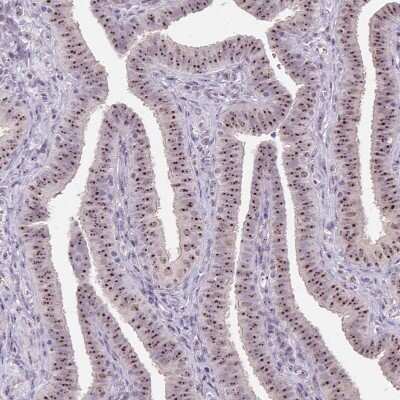 Immunohistochemistry-Paraffin MGC20410 Antibody - BSA Free