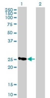 Western Blot: MGC2803 Antibody [H00079002-B01P] - Analysis of C19orf43 expression in transfected 293T cell line by C19orf43 polyclonal antibody.  Lane 1: MGC2803 transfected lysate(19.36 KDa). Lane 2: Non-transfected lysate.