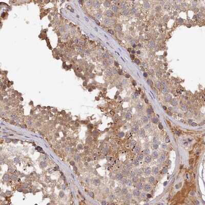 Immunohistochemistry-Paraffin: MGC4172 Antibody [NBP2-30446] - Staining of human testis shows weak cytoplasmic positivity in cells in seminiferous ducts.