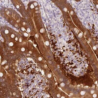 Immunohistochemistry-Paraffin: MGC4172 Antibody [NBP2-30686] - Staining of human duodenum shows high expression.