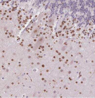 Immunohistochemistry-Paraffin: MGC4618 Antibody [NBP2-49247] - Staining of human cerebellum sows moderate positivity in nuclear membrane in glial cells.