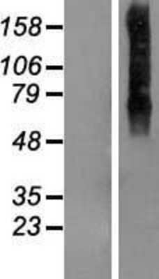 Western Blot: MGC4618 Overexpression Lysate (Adult Normal) [NBP2-06045] Left-Empty vector transfected control cell lysate (HEK293 cell lysate); Right -Over-expression Lysate for MGC4618.