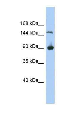 Western Blot: MGC50722 Antibody [NBP1-91472] - 293T cells lysate, concentration 0.2-1 ug/ml.