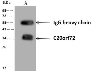 Immunoprecipitation: MGME1 Antibody [NBP3-12644] - Lane A:0.5 mg HepG2 Whole Cell Lysate4 uL anti-C20orf72 rabbit polyclonal antibody and 60 ug of Immunomagnetic beads Protein A/G.Primary antibody:Anti-C20orf72 rabbit polyclonal antibody,at 1:100 dilution Secondary antibody:Goat Anti-Rabbit IgG (H+L)/HRP at 1/10000 dilutionDeveloped using the ECL technique.Performed under reducing conditions.Predicted band size: 39 kDaObserved band size :34 kDa
