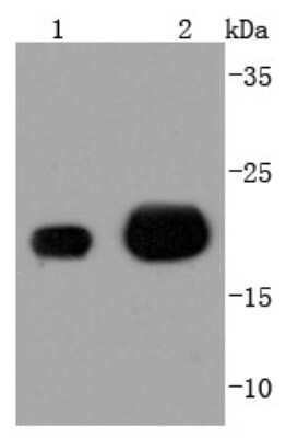 Western Blot: MGMT Antibody (JJ089-6) [NBP2-67880] - Analysis of MGMT on different lysates using anti-MGMT antibody at 1/1,000 dilution. Positive control: Lane 1: MCF-7 Lane 2: Hela