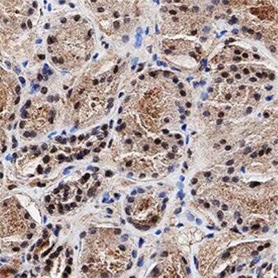 Immunohistochemistry-Paraffin: MGMT Antibody (MT 23.2) - Azide and BSA Free [NBP2-80847] - IHC analysis of a formalin fixed paraffin-embedded (FFPE) human kidney using 1:2000 conc. of MGMT antibody (clone MT 23.2) on a Bond Rx autostainer (Leica Biosystems). The assay involved 20 minutes of heat induced antigen retrieval (HIER) using 10mM sodiu