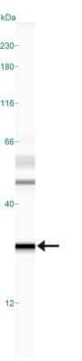Simple Western: MGMT Antibody (MT 23.2) - Azide and BSA Free [NBP2-80847] - Simple Western lane view shows a specific band for MGMT in 0.2 mg/ml of MCF-7 lysate. This experiment was performed under reducing conditions using the 12-230 kDa separation system. Image from the standard format of this antibody.
