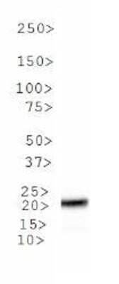 Western Blot: MGMT Antibody (MT 23.2) - Azide and BSA Free [NBP2-80847] - Detection of MGMT in MCF7 lysate using NB100-168 at 1:1000 dilution. Image from the standard format of this antibody.