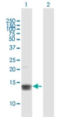 Western Blot: MGP Antibody [H00004256-B01P] - Analysis of MGP expression in transfected 293T cell line by MGP polyclonal antibody.  Lane 1: MGP transfected lysate(11.33 KDa). Lane 2: Non-transfected lysate.