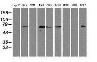 Western Blot MGRN1 Antibody (OTI3C3) - Azide and BSA Free