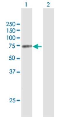 Western Blot: MGRN1 Antibody [H00023295-B01P] - Analysis of MGRN1 expression in transfected 293T cell line by MGRN1 polyclonal antibody.  Lane 1: MGRN1 transfected lysate(63.36 KDa). Lane 2: Non-transfected lysate.