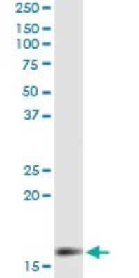 Immunoprecipitation MGST2 Antibody (4E1)