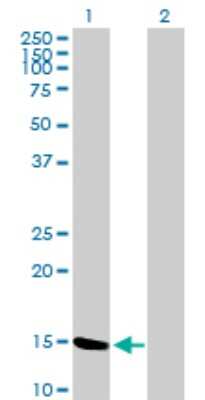 Western Blot: MGST2 Antibody [H00004258-B01P] - Analysis of MGST2 expression in transfected 293T cell line by MGST2 polyclonal antibody.  Lane 1: MGST2 transfected lysate(16.17 KDa). Lane 2: Non-transfected lysate.