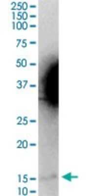 Western Blot: MGST2 Antibody [H00004258-D01P] - Analysis of MGST2 expression in rat brain.