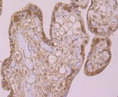 Immunohistochemistry-Paraffin: MGST3 Antibody [NBP2-75572] - Analysis of paraffin-embedded human placenta tissue using anti-GST3 antibody. Counter stained with hematoxylin.