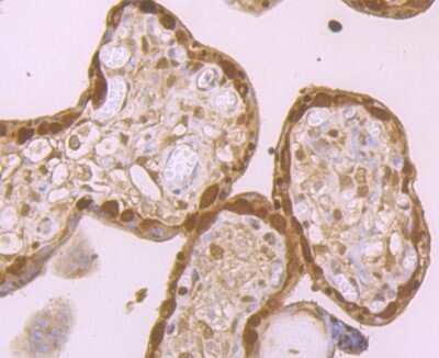 Immunohistochemistry-Paraffin: MGST3 Antibody (JB40-79) [NBP2-75573] - Analysis of paraffin-embedded human placenta tissue using anti-GST3 antibody. Counter stained with hematoxylin.