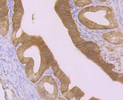 Immunohistochemistry-Paraffin: MGST3 Antibody (JB40-79) [NBP2-75573] - Analysis of paraffin-embedded mouse fallopian tube tissue using anti-GST3 antibody. Counter stained with hematoxylin.