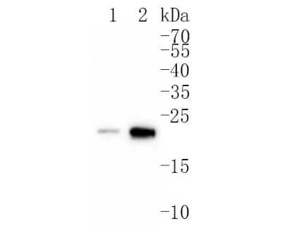 Western Blot: MGST3 Antibody (JB40-79) [NBP2-75573] - Analysis of MGST3 on different lysates. Proteins were transferred to a PVDF membrane and blocked with 5% BSA in PBS for 1 hour at room temperature. The primary antibody (1/500) was used in 5% BSA at room temperature for 2 hours. Goat Anti-Rabbit IgG - HRP Secondary Antibody at 1:200,000 dilution was used for 1 hour at room temperature. Positive control: Lane 1: A549 cell lysate Lane 2: Mouse liver tissue lysate