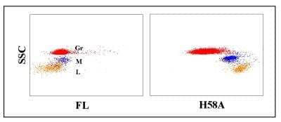 Flow Cytometry: MHC Class I Antibody (DG-H58A) [NBP2-61003] - Obtained with canine leukocytes