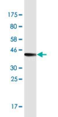 Western Blot: MIA2 Antibody (2B9) [H00117153-M09-100ug] - Detection against immunogen (37.4 kDa).