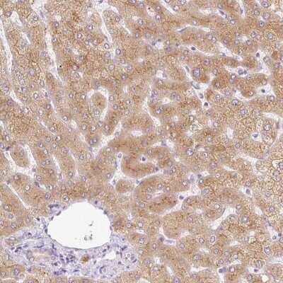 Immunohistochemistry-Paraffin: MIA2 Antibody [NBP2-33754] - Staining of human liver shows moderate cytoplasmic positivity in hepatocytes.