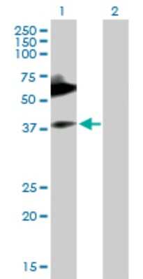 Western Blot: MICA Antibody [H00004276-B01P] - Analysis of MICA expression in transfected 293T cell line by MICA polyclonal antibody.  Lane 1: MICA transfected lysate(42.13 KDa). Lane 2: Non-transfected lysate.
