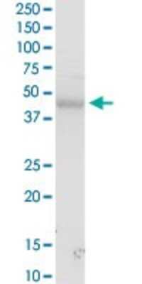 Western Blot: MICA Antibody [H00004276-D01P] - Analysis of MICA expression in human placenta.