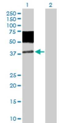 Western Blot: MICA Antibody [H00004276-D01P] - Analysis of MICA expression in transfected 293T cell line by MICA polyclonal antibody.Lane 1: MICA transfected lysate(42.90 KDa).Lane 2: Non-transfected lysate.